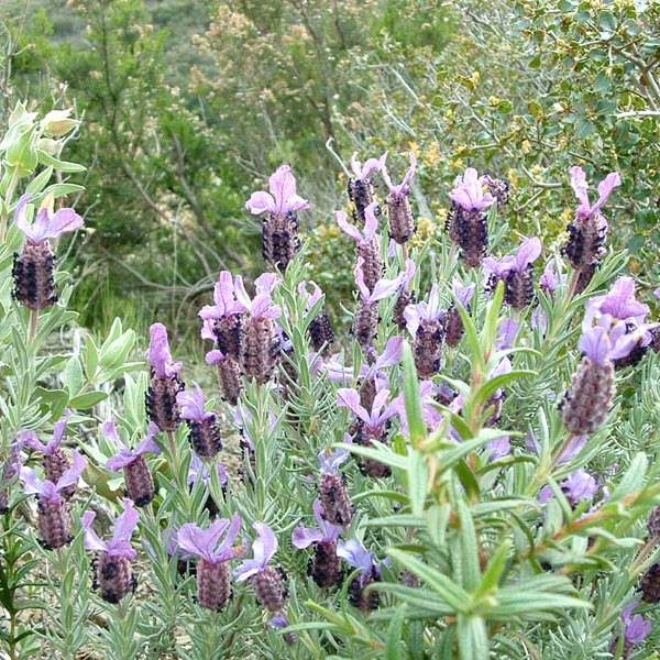 wild Lavender