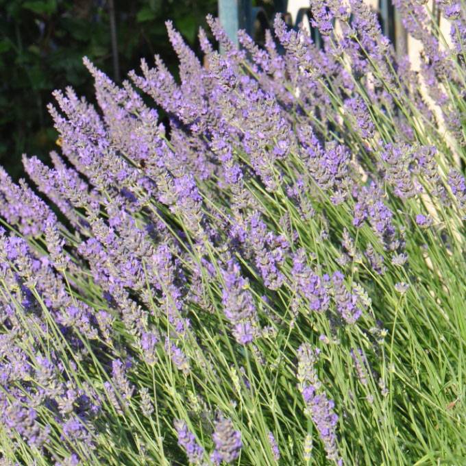 Lavanda - Le Rucher de l'Ours