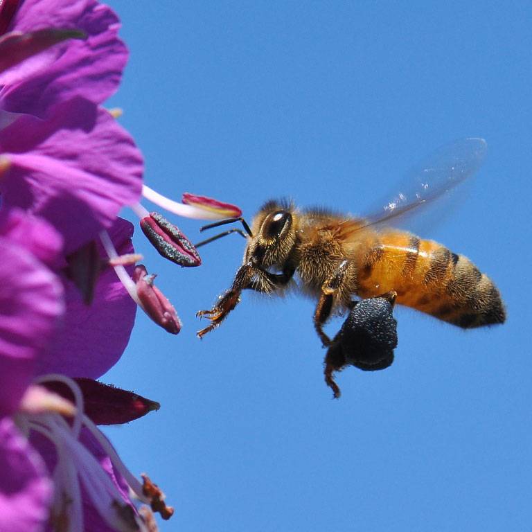 Une abeille visite une fleur d'Epilobe ses pattes sont chargées du précieux pollen qui permettra à la plante de se reproduire